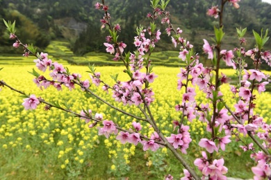 农村桃花盛开