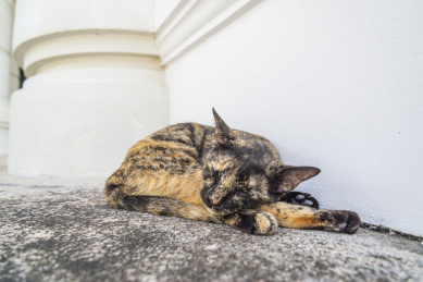 在泰国甲米镇克拉瓦兰佛寺庙的小猫
