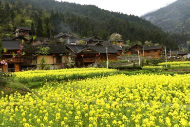 湖北恩施市二官寨村土家族吊脚楼和油菜花