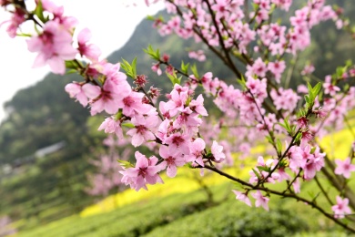 春天桃花开放