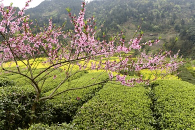 春天桃花开放