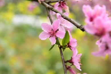 春天桃花开放