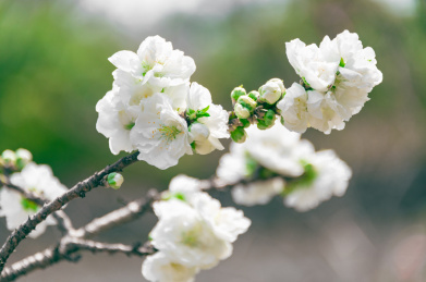千瓣白桃花朵特写 桃花
