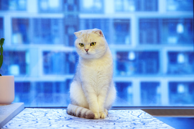 一只好奇的美短折耳猫