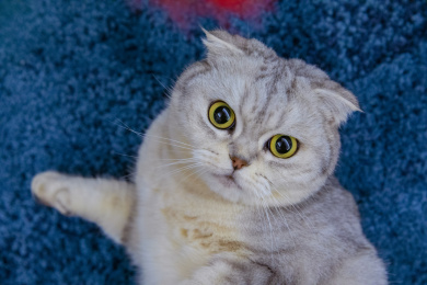 一只好奇的美短折耳猫