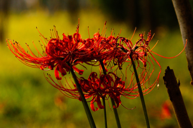 曼殊沙华彼岸花