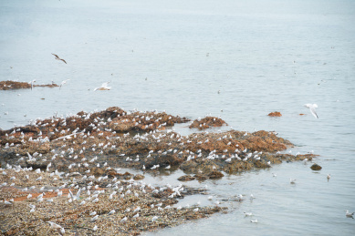 青岛栈桥的海鸥