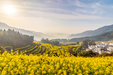 中国江西省婺源县江岭油菜花梯田