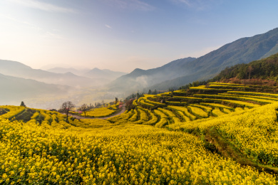 中国江西省婺源县江岭油菜花梯田