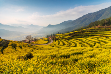 中国江西省婺源县江岭油菜花梯田