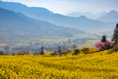 中国江西省婺源县江岭油菜花梯田