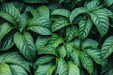 翠绿植物叶子纹理