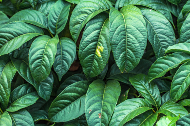 翠绿植物叶子纹理