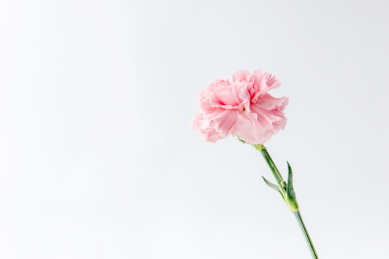 白色背景上的康乃馨