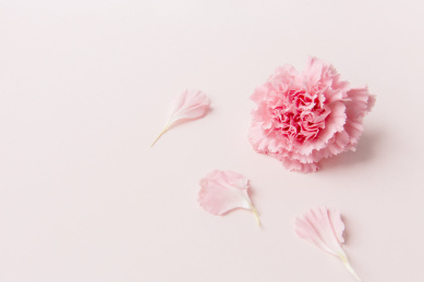 粉色背景上的康乃馨