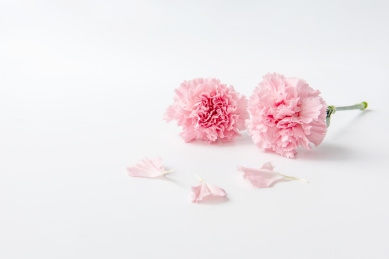 白色背景上的康乃馨