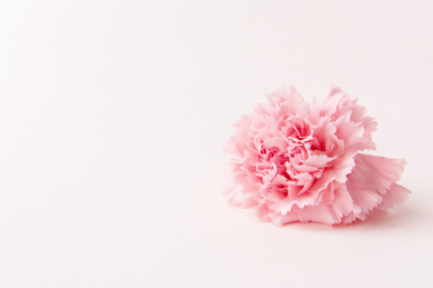 粉色背景上的康乃馨