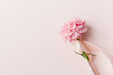 粉色背景上的康乃馨