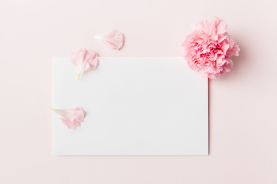 粉色背景上的康乃馨和空白卡片