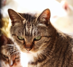 低头的猫咪 猫 阳光