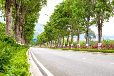 公路旁的一排整齐树木