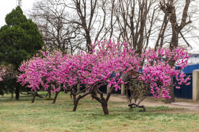 春天的公园一角盛开了粉红色桃花的桃树林