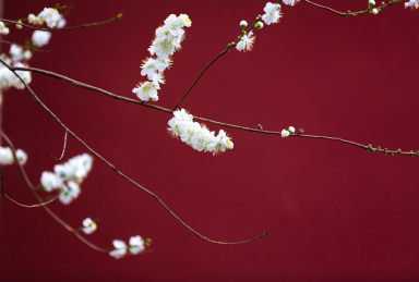 中国北京三月春季故宫桃花盛开
