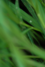 野草和露珠