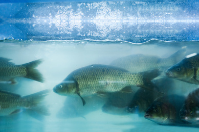 在水里游动的鲫鱼 鲫鱼