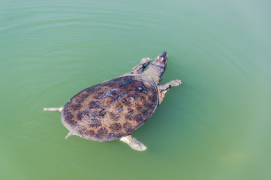 水中游动的野生动物大甲鱼老乌龟