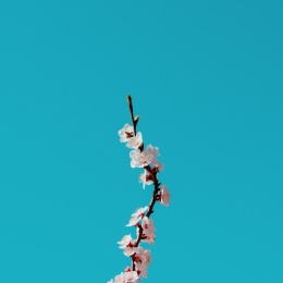 春天盛开的桃花