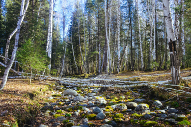 中国新疆省喀纳斯景区禾木村白桦林美景
