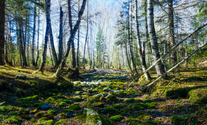 中国新疆省喀纳斯景区禾木村白桦林美景
