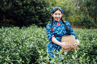 年轻女孩在茶园采茶