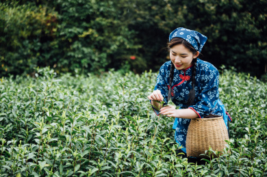 年轻女孩在茶园采茶