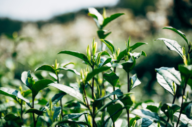 安吉茶园白茶嫩芽