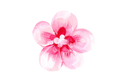 春天的粉色的桃花花朵