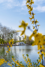 春天北京玉渊潭八一湖风光