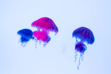 海洋馆里的水母