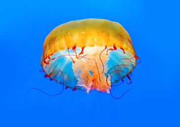 海洋馆里的水母