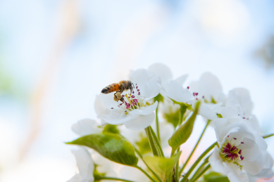 白色梨花上的蜜蜂在采集花粉