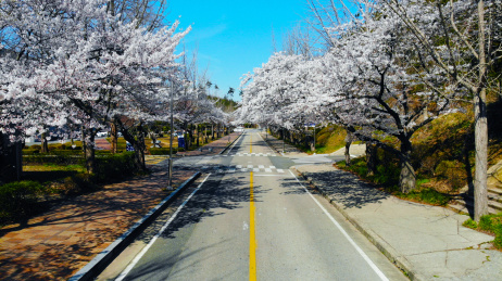 韩国群山市樱花之路