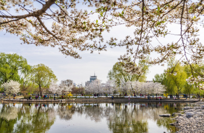 春天北京玉渊潭八一湖风光