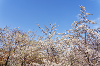 春天盛开的樱花花枝_站酷海洛_正版图片_视频_字体_音乐素材交易平台