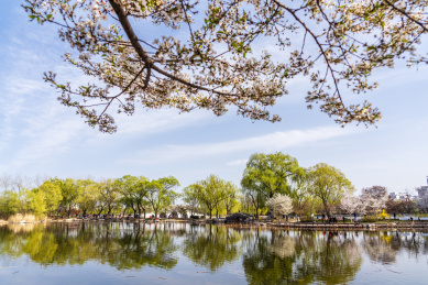 春天北京玉渊潭八一湖风光