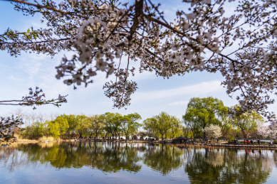 春天北京玉渊潭八一湖风光