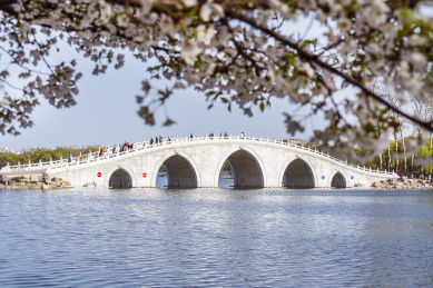 春天北京玉渊潭公园樱花掩映下的五孔桥