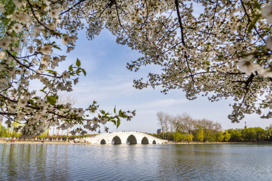 春天北京玉渊潭公园樱花掩映下的五孔桥