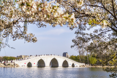 北京春天玉渊潭公园樱花掩映下的五孔桥