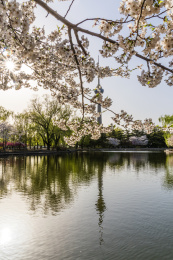 春天北京玉渊潭樱花掩映的电视塔